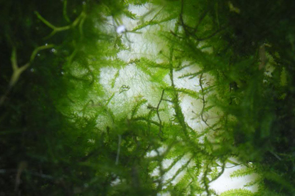 Miraculeusement contact de votre peau, les algues